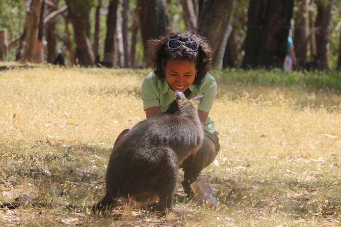 Cleland Wildlife Park Experience - from Adelaide including Mt Lofty Summit - What you get for $88.94: real value, not just transport