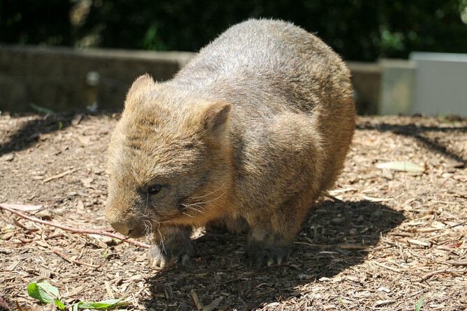 Cleland Wildlife Park Experience - from Adelaide including Mt Lofty Summit - Practical tips to make Cleland go smoother