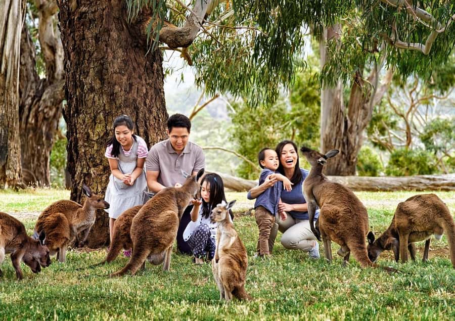 Cleland Wildlife Park Experience with Mount Lofty Summit - Cleland Wildlife Park: natural bush, light structure, lots of animal time