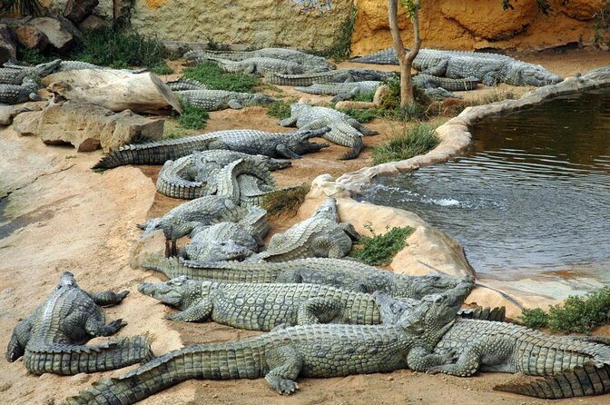 Cocodrilo Park Zoo Admission Ticket in Agüimes - Key things to know before you go