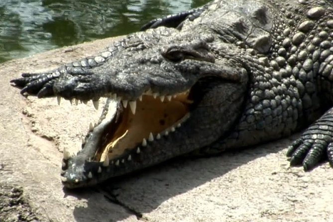 Cocodrilo Park Zoo Admission Ticket in Agüimes - Cocodrilo Park in Agüimes: what kind of visit is this?