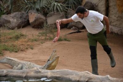 Cocodrilo Park Zoo Admission Ticket in Agüimes - Getting there: transport reality on Gran Canaria