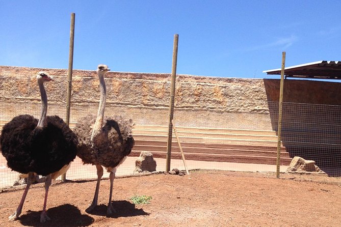 Cocodrilo Park Zoo Admission Ticket in Agüimes - The alligators and crocodiles: the star attraction