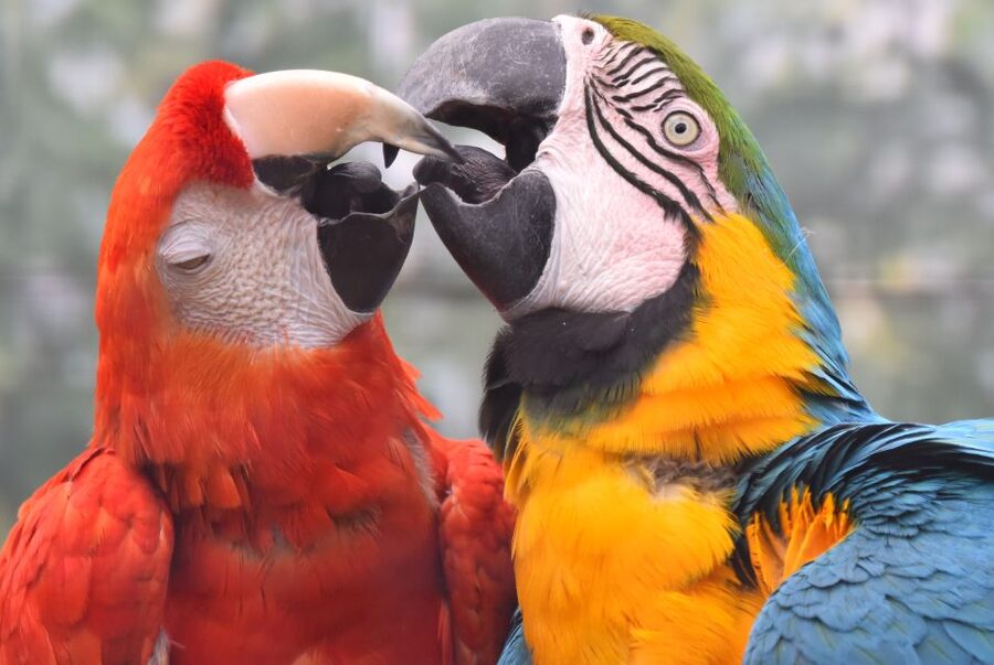 Cologne: Cologne Zoo and Aquarium Entry Ticket - Key things to know before you go