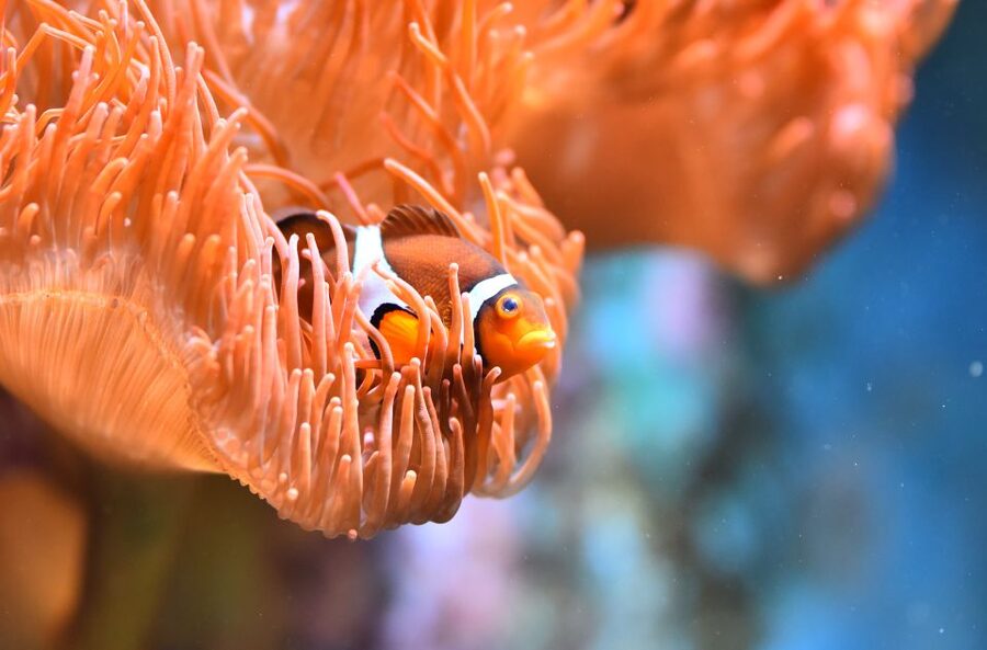 Cologne: Cologne Zoo and Aquarium Entry Ticket - Timing your day: a simple route that reduces backtracking