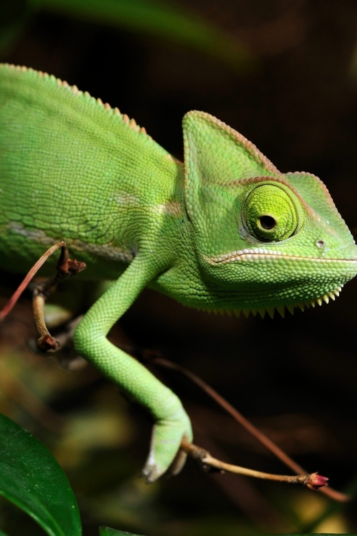 Cologne: Cologne Zoo and Aquarium Entry Ticket - First look: a zoo that feels like a full day plan
