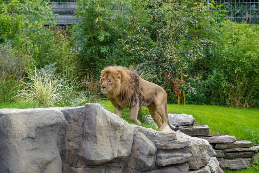Cologne: Cologne Zoo and Aquarium Entry Ticket - Clemenshof farmyard fun: the petting rule is specific