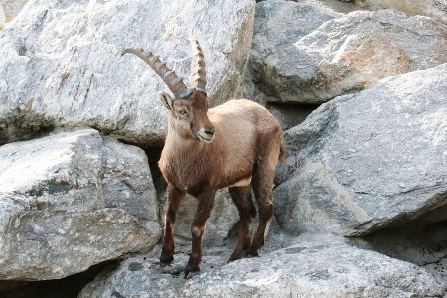Combi Entrance Ticket to Alpine Zoo and Hungerburg - Timing your day: opening hours and seasonal expectations