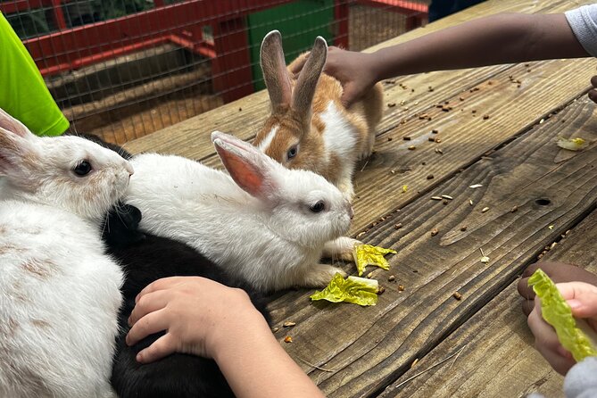 Connors Farms Petting Zoo - Who should book Connors Farms and who might want to skip it