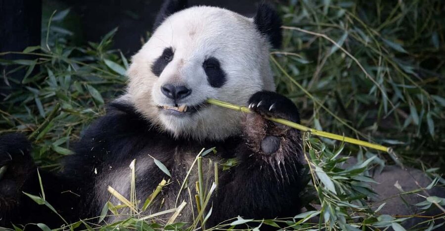 Copenhagen: Copenhagen Zoo Entry Ticket - Key Highlights Worth Your Time