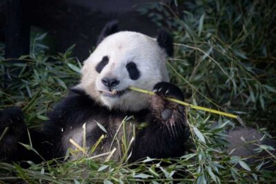 Copenhagen: Copenhagen Zoo Entry Ticket - Panda House: the stop that anchors the whole visit