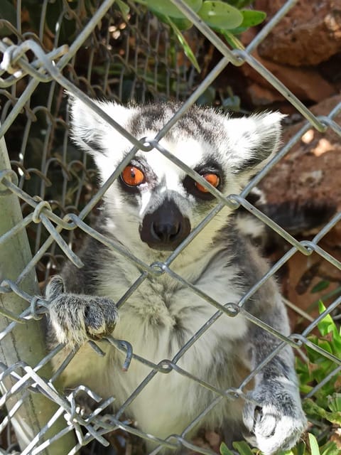 Crete: Milatos Cave Amazonas Zoo Park Jeep Safari Tour - A best-of route across eastern Crete