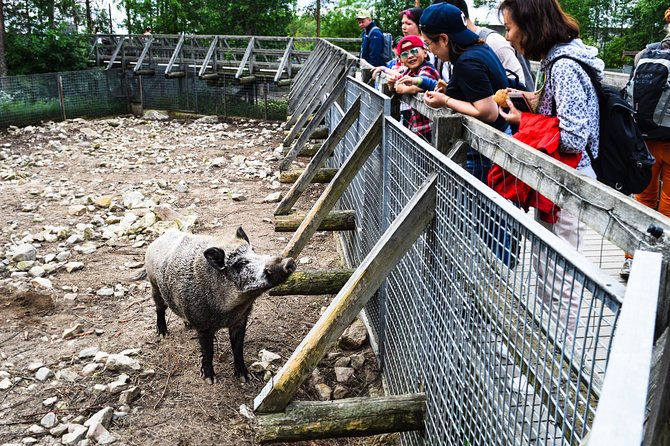 Day Trip to Ranua Arctic Wildlife Park from Rovaniemi - A small-group day to Ranua Zoo from Rovaniemi