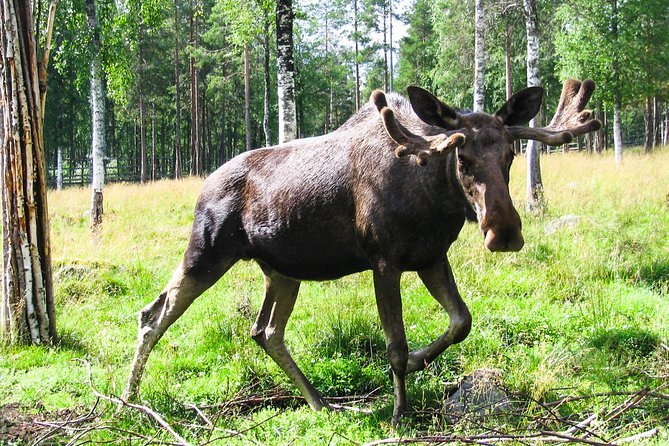 Day Trip to Ranua Arctic Wildlife Park from Rovaniemi - The countryside drive and the reindeer stop
