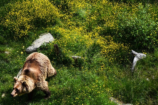 Day Trip to Ranua Arctic Wildlife Park from Rovaniemi - Inside Ranua Arctic Wildlife Park: animals at your own pace
