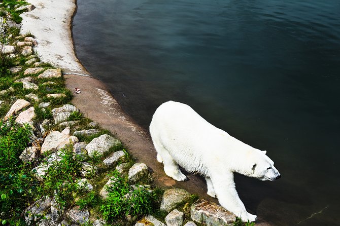 Day Trip to Ranua Arctic Wildlife Park from Rovaniemi - The decision: should you book this Ranua day trip?