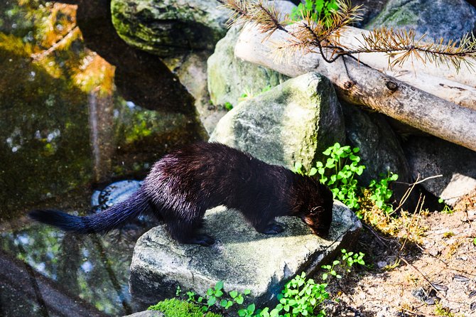 Day Trip to Ranua Arctic Wildlife Park from Rovaniemi - Lapland Welcome Safari Office: gear first, stress last