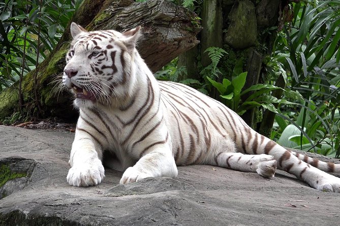 Delhi Zoo White Tigers & lions with Old Fort Visit - Price and what you actually get for $69