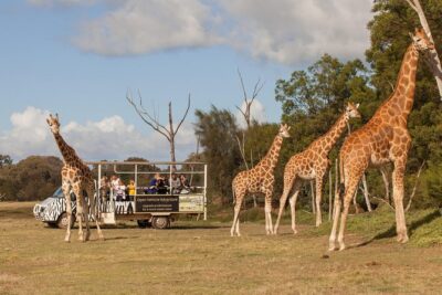 Deluxe Safari Adventure at Werribee Open Range Zoo - excl. entry - Price and value: what $43.03 buys you (and what it doesn’t)