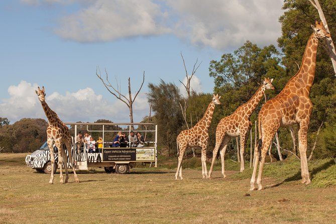 Deluxe Safari Adventure at Werribee Open Range Zoo - excl. entry - Price and value: what $43.03 buys you (and what it doesn’t)