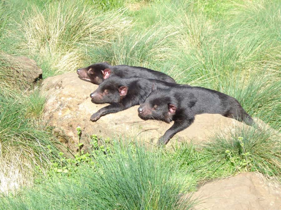 Devils at Cradle: Day Keeper Tour and Entry to Wildlife Park - Key things that make this tour worth it