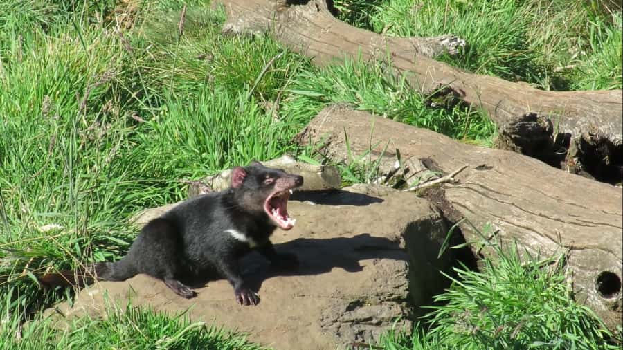 Devils at Cradle: Day Keeper Tour and Entry to Wildlife Park - Devils at Cradle near Cradle Mountain: why it hits different