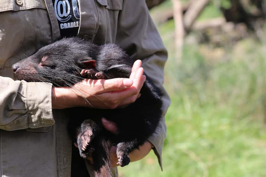 Devils at Cradle: Day Keeper Tour and Entry to Wildlife Park - The 45-minute keeper tour: how the session flows