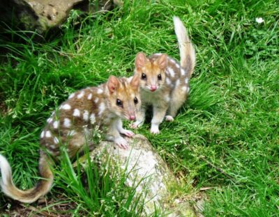 Devils at Cradle: Day Keeper Tour and Entry to Wildlife Park - Where you’ll walk: sanctuary grounds, viewing decks, and what to expect on the path