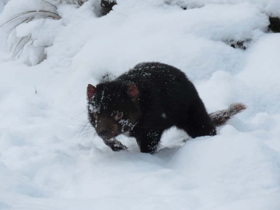 Devils at Cradle: Day Keeper Tour and Entry to Wildlife Park - Seeing Tasmanian devils in daylight: sleeping, sun-baking, and the “oh wow” moments