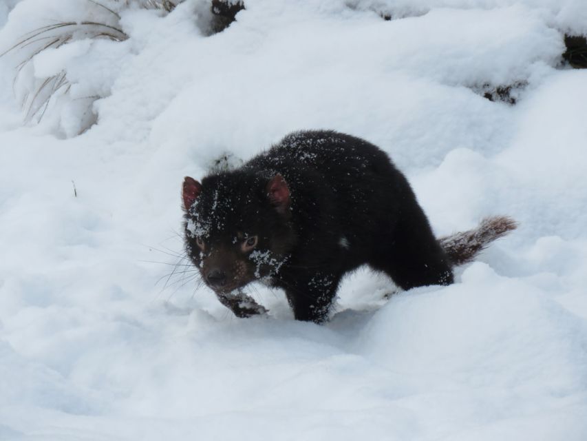 Devils at Cradle: Day Keeper Tour and Entry to Wildlife Park - Who this suits best (and who might want a different plan)