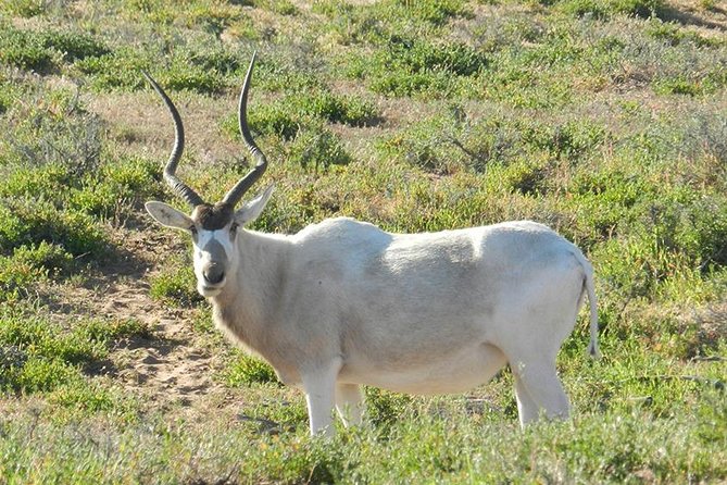 Discovery of the Souss Massa Animal Park in 4x4 - Key things that make this 4x4 Souss Massa day special
