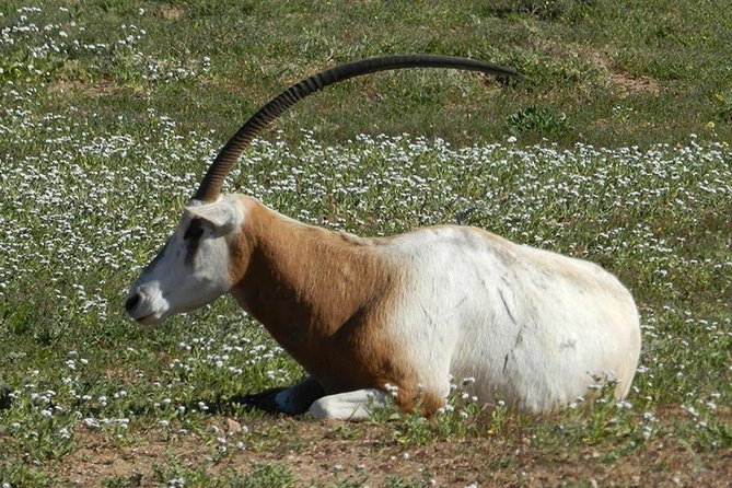 Discovery of the Souss Massa Animal Park in 4x4 - Entering Souss Massa Animal Park: Addax and Dama gazelle conservation up close