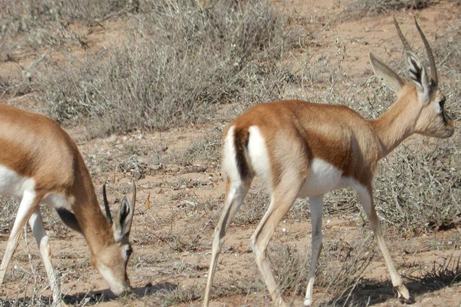 Discovery of the Souss Massa Animal Park in 4x4 - Massa and the bald ibis: a bird you won’t forget