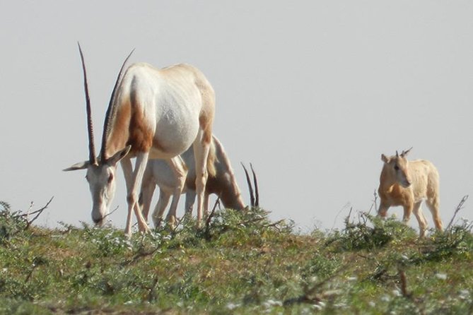 Discovery of the Souss Massa Animal Park in 4x4 - Tifnit fishing village: beach walking and small boats on Morocco’s Atlantic edge