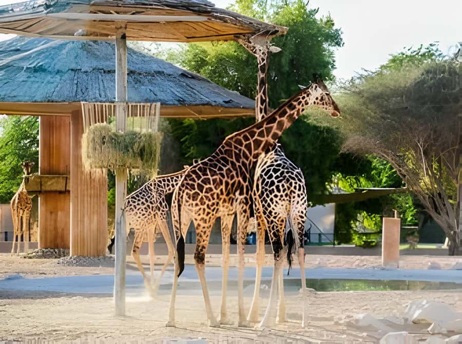 Dubai: Al Ain Garden City with Conservation Zoo - Al Ain Conservation Zoo: White Lions and Tigers in Garden-Style Enclosures