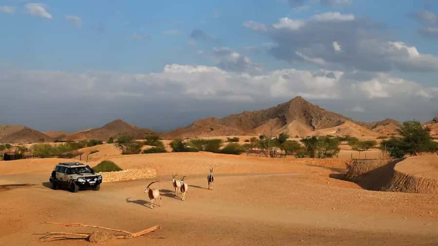 Dubai: Al Ain Garden City with Conservation Zoo - Who This Day Trip Suits Best (and Who Might Skip It)