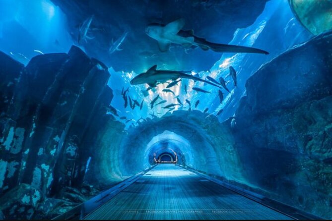 Dubai Aquarium and Underwater Zoo - Key things to know before you go