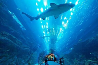 Dubai Aquarium and Underwater Zoo - Walking the 48-meter, 270-degree tunnel