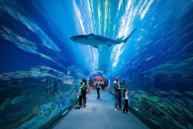 Dubai Aquarium and Underwater Zoo - Highlights you can actually spot: King Croc, otters, sharks, and more