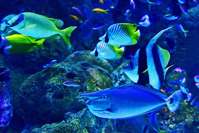 Dubai Aquarium and Underwater Zoo Admission Ticket with Options - Underwater zoo: King Croc and the night-creature contrast