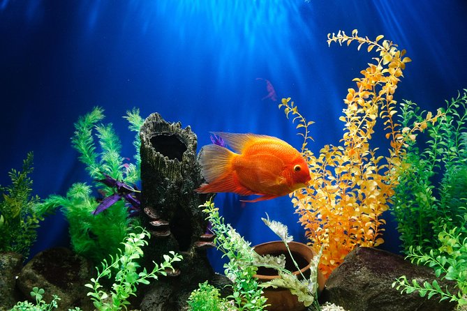 Dubai Aquarium and Underwater Zoo Admission Ticket with Options - Optional water activities: what’s likely extra