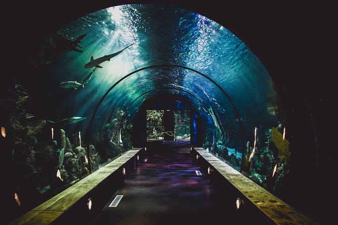 Dubai Aquarium and Underwater Zoo Admission Ticket with Options - Price and value: is $50 worth it?