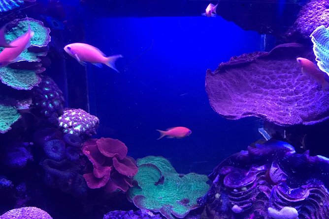 Dubai Aquarium and Underwater Zoo Admission Ticket with Options - Timing, waiting, and how long to plan