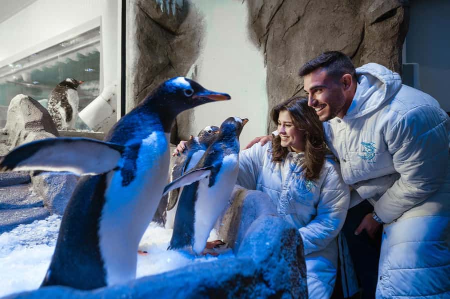 Dubai: Aquarium and Underwater Zoo Experience - Underwater Zoo: exotic species, hands-on energy, and animal-care context