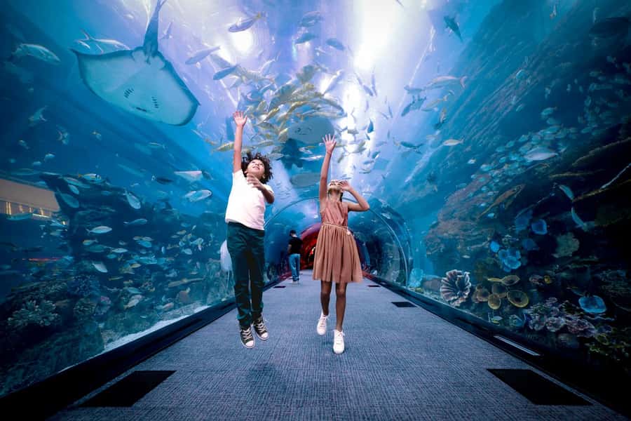 Dubai: Aquarium and Underwater Zoo Experience - Penguin Cove and Gentoo penguins: what to expect from the up-close moment