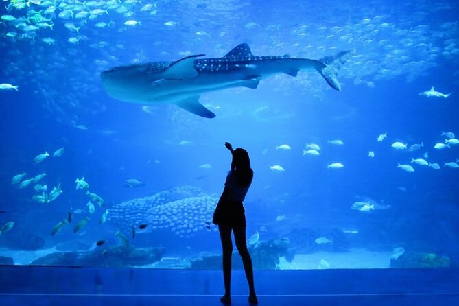 Dubai Aquarium And Underwater Zoo Tickets At Dubai Mall - Dubai Mall’s aquarium: what you’re walking into