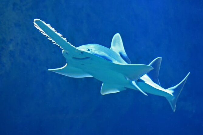 Dubai Aquarium And Underwater Zoo Tickets At Dubai Mall - Plan your 1 to 3 hour visit in smart chunks