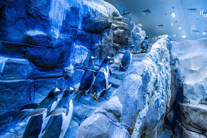 Dubai Aquarium and Underwater Zoo with Penguin Cove Tickets. - Walking the 48-meter aquarium tunnel inside The Dubai Mall