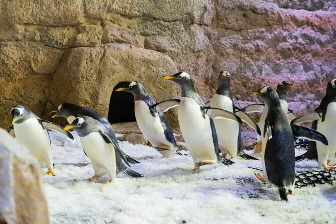 Dubai Aquarium and Underwater Zoo with Penguin Cove Tickets. - How long the experience takes (and how to use the 2-hour window)