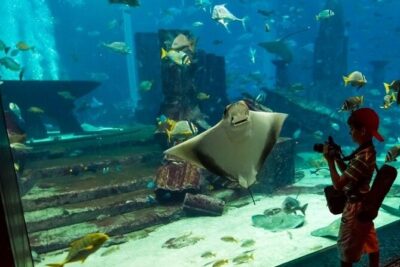 Dubai Aquarium and Underwater Zoo with Penguin Cove Tickets. - Penguin Cove upgrade: when gentoo penguins fit your day